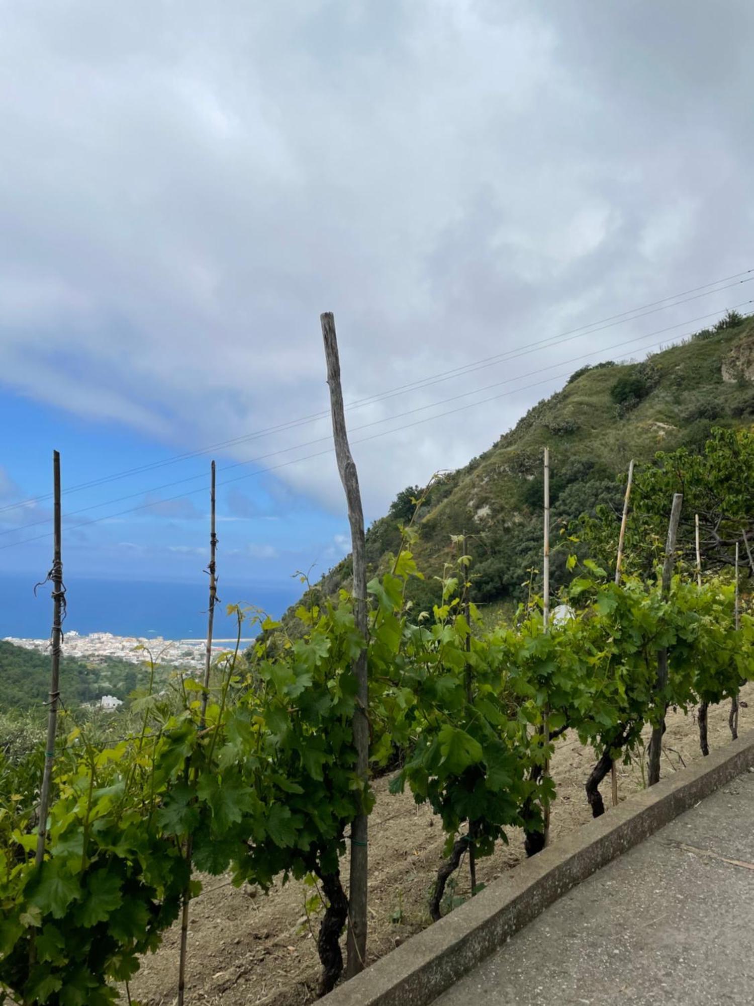 Villa Dei Barili - Natura&relax Ischia