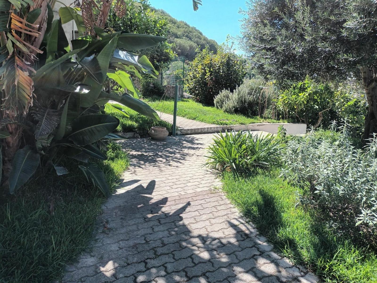 L'ulivo