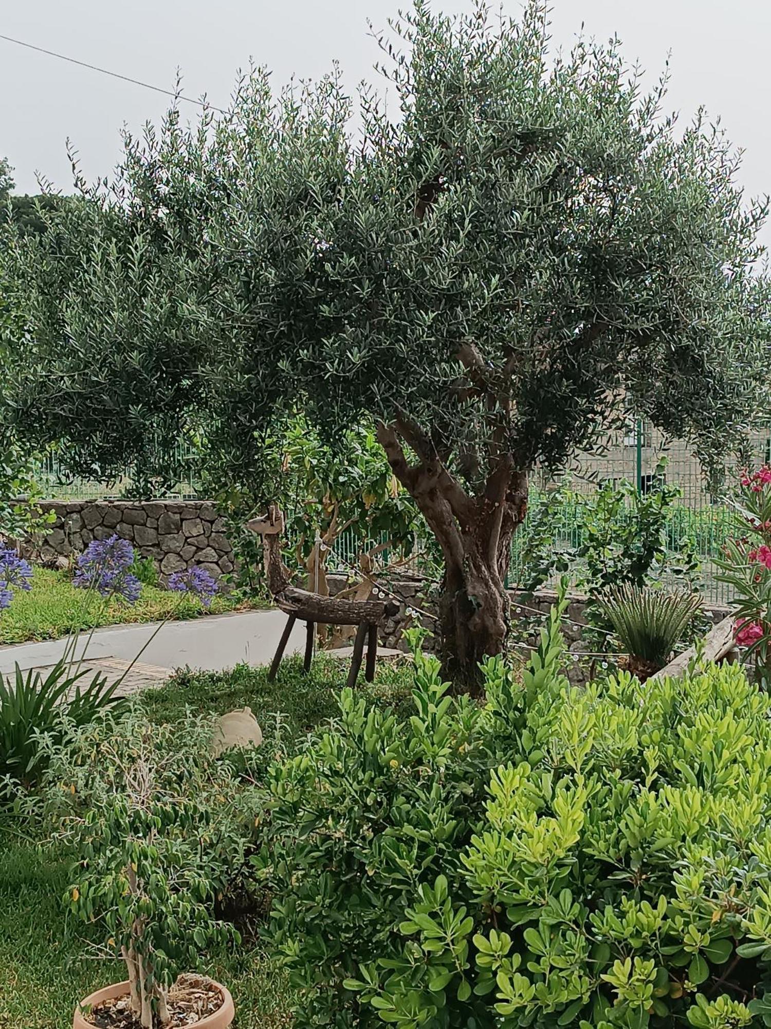 L'ulivo Apartment