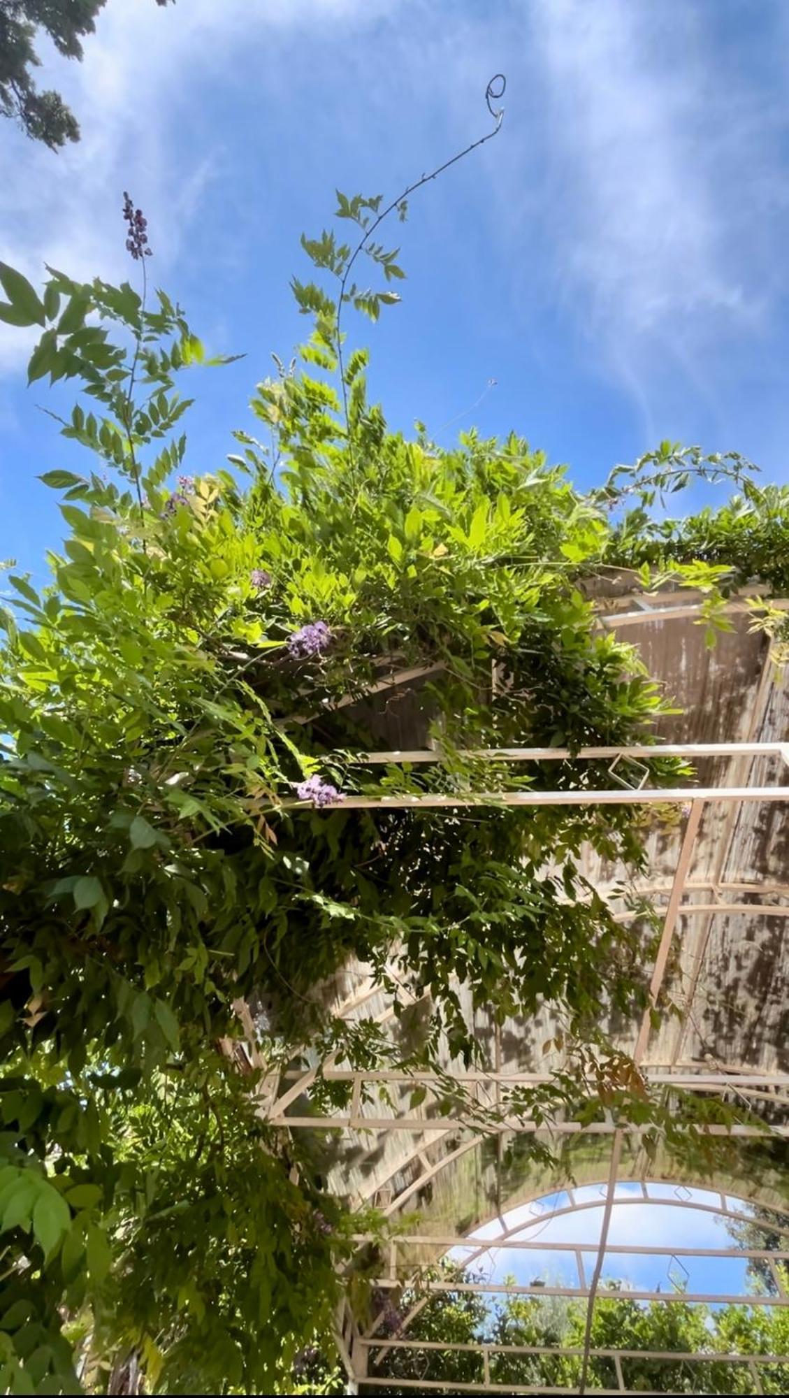 Holiday home Immersa Nel Ischia