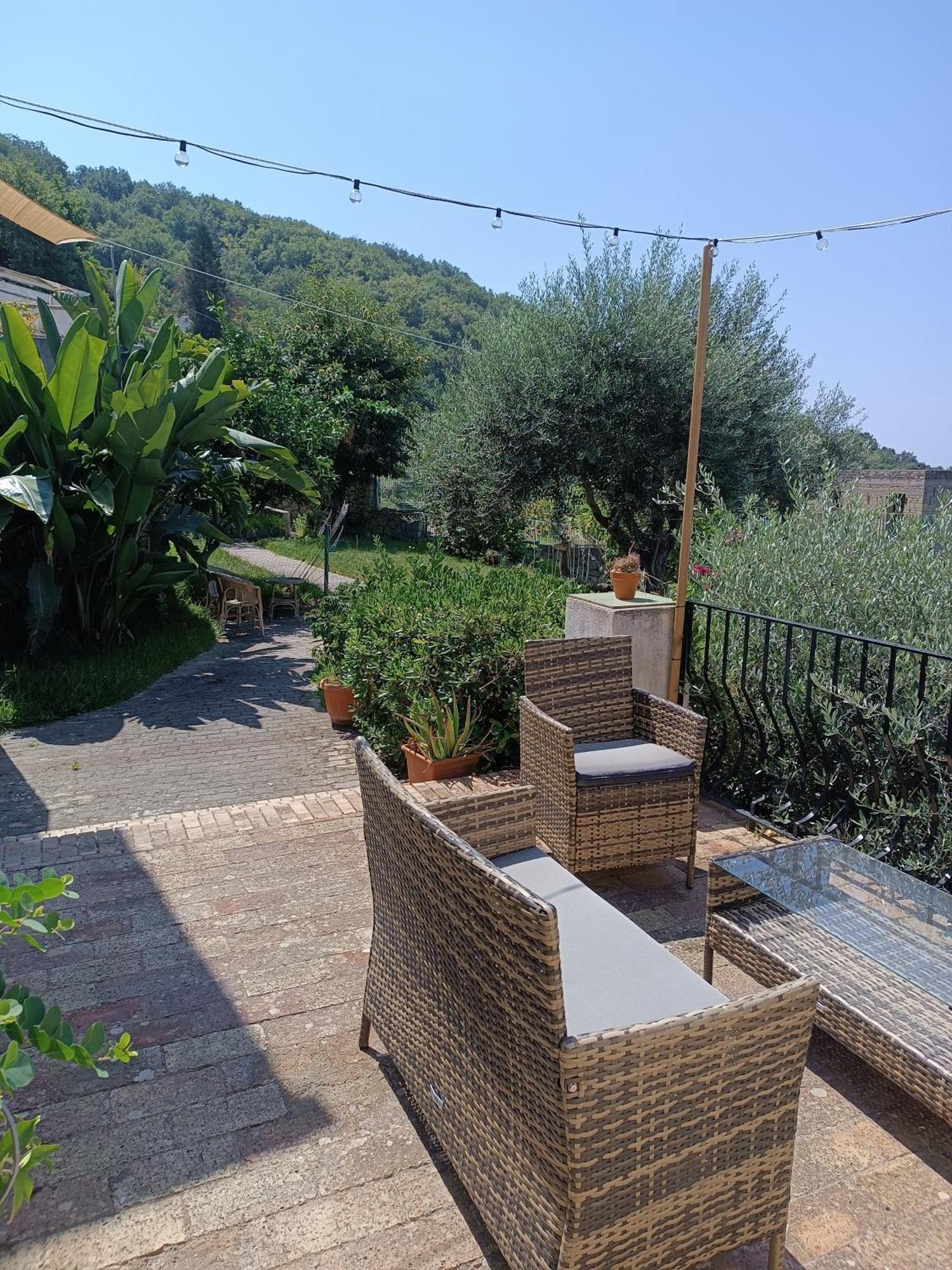 L'ulivo Ischia