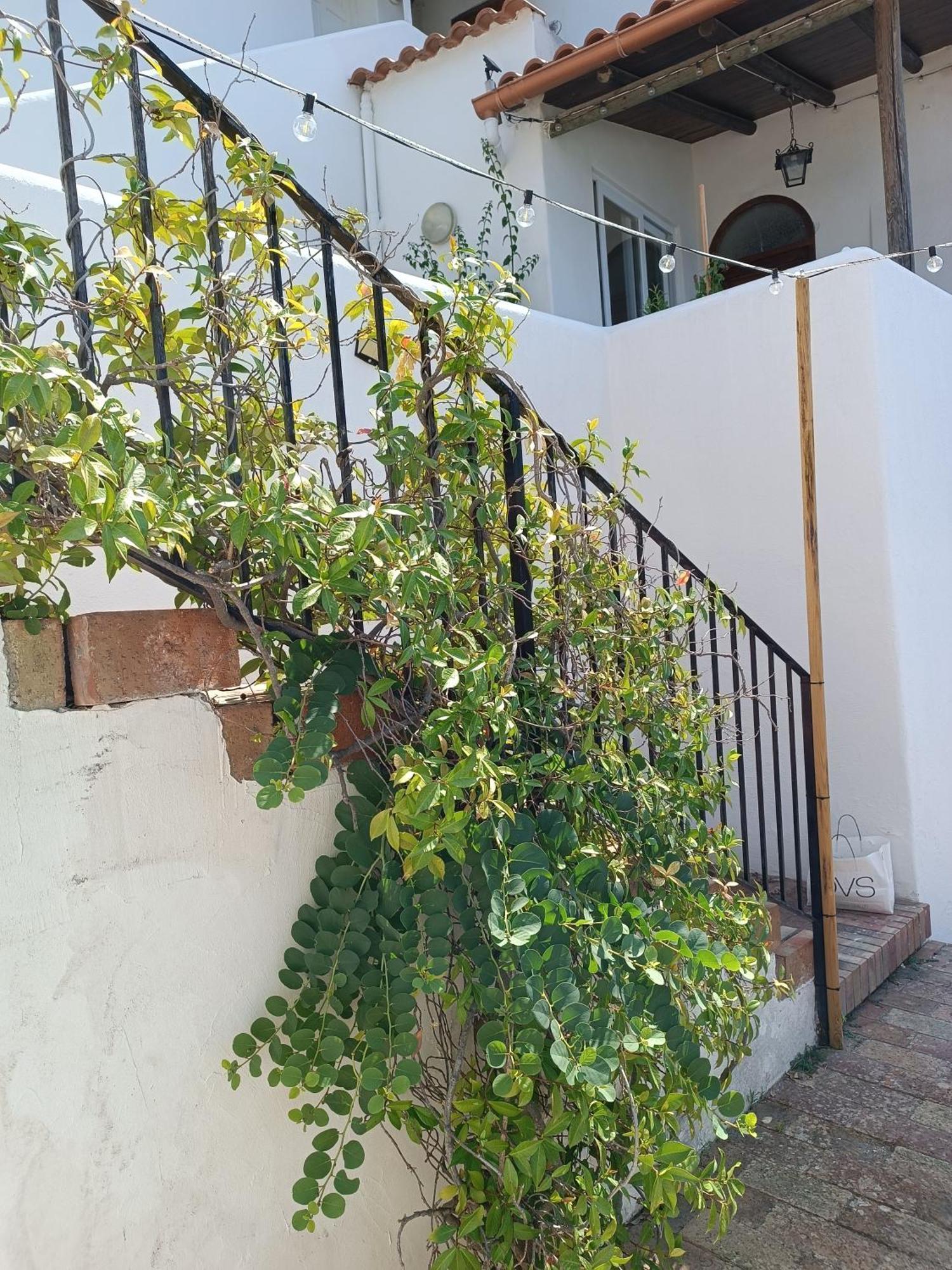 Apartment La Strelizia Ischia