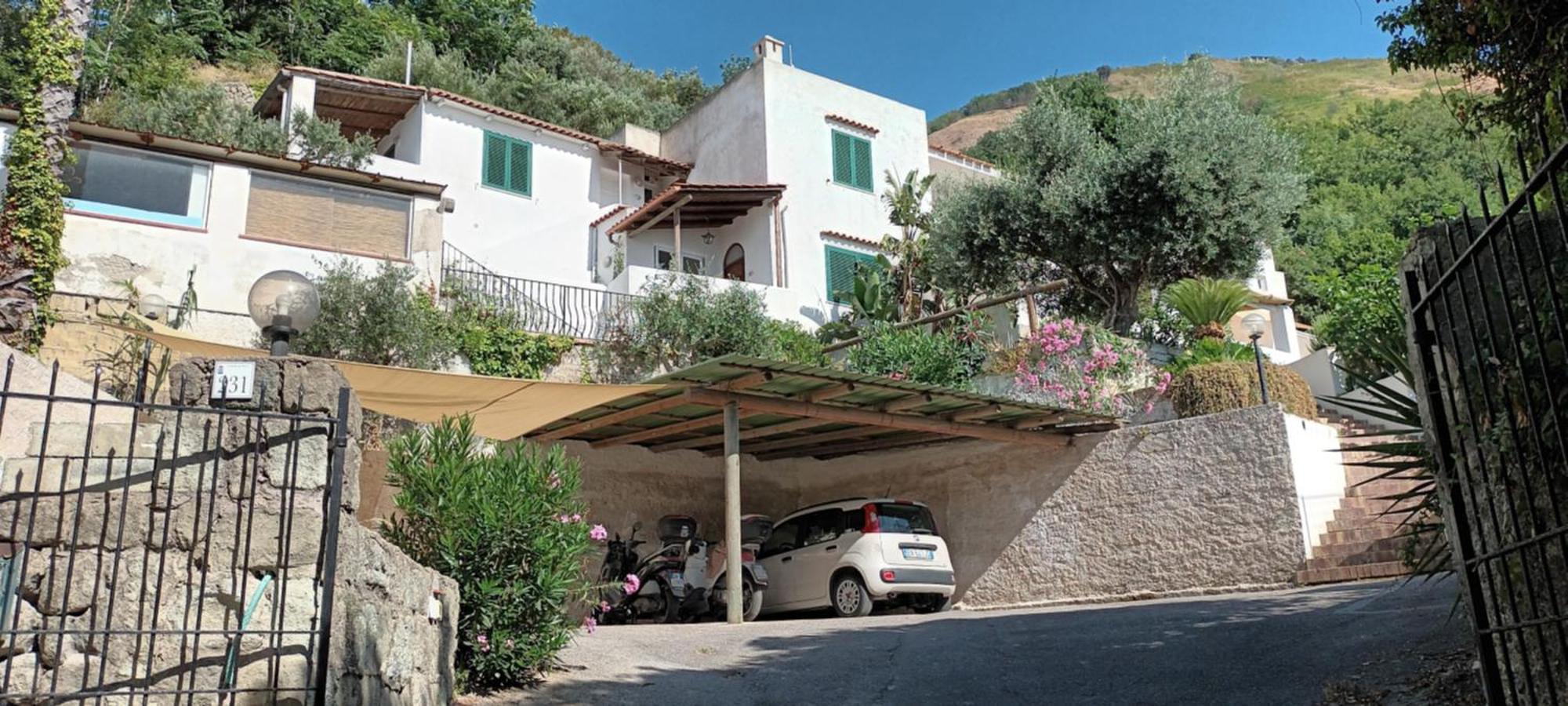L'ulivo * Ischia