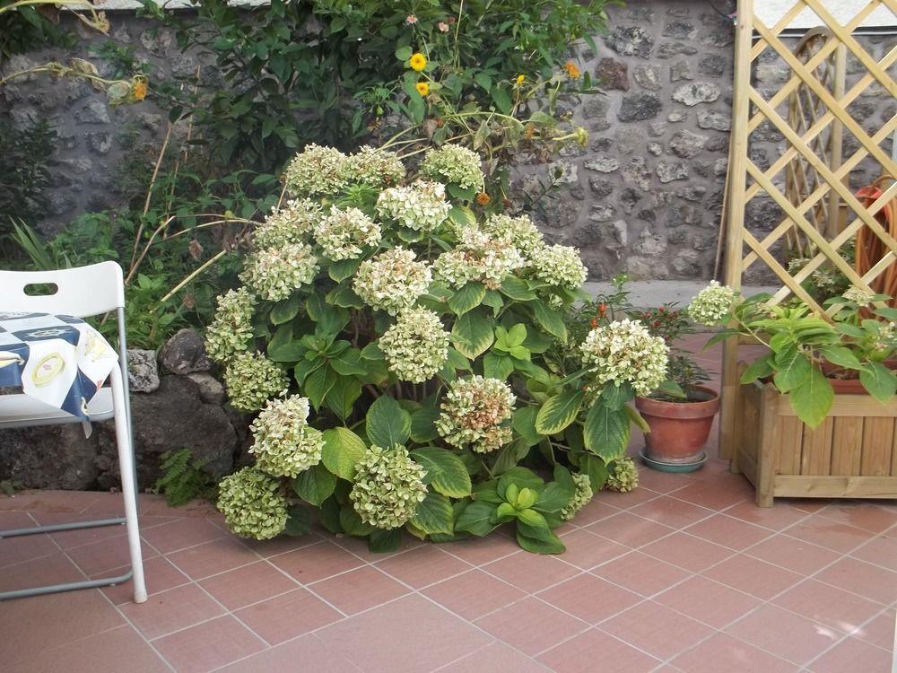 Cecilia Hotel Ischia